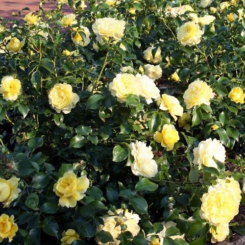 Cytrynowy - Róże pienne - z kwiatami bukietowymi - korona krzaczasta